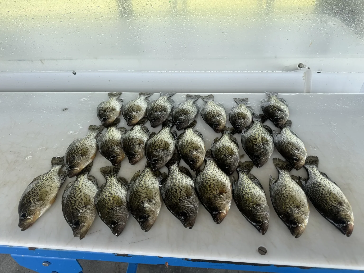 Panfish catch